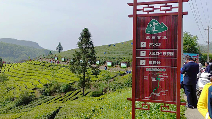 图6：大风口生态茶园.jpg