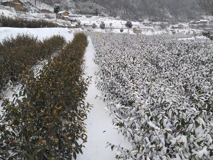 720  1--    远安雪地里的抖雪动作.jpg