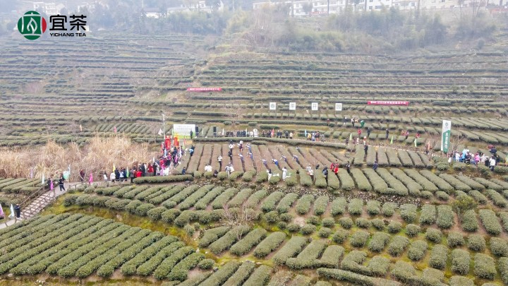 宜茶集团：头采开园“炒”春天